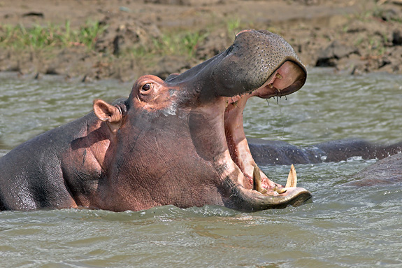 nijlpaard.jpg