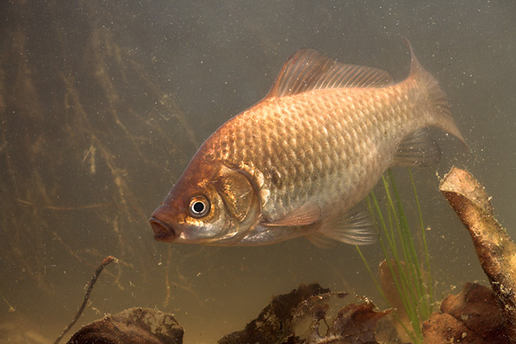 Gibel Carp